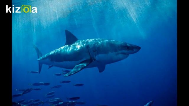 Video Editor: ocean animals /fish ( nice videos) смотреть онлайн