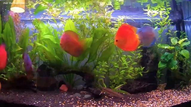 Расслабляющая музыка, чтобы снять стресс, беспокойство и депрессию • разум, тело #02 смотреть онлайн