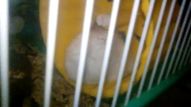 Джунгарики спят в колёсах