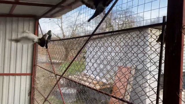 Кормление голубей!!! смотреть онлайн