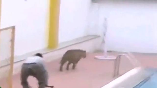 Леопард напал на школу в Индии смотреть онлайн