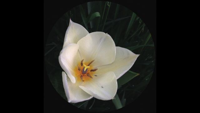 Gratitude - David Martin (Saine Remix) смотреть онлайн