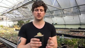 Почему у суккулентов отсыхают листья? Уход за суккулентами.