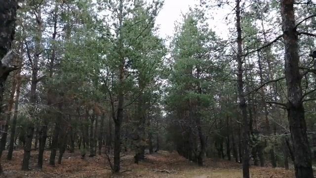 Грибы. Как и где собирать маслят. смотреть онлайн