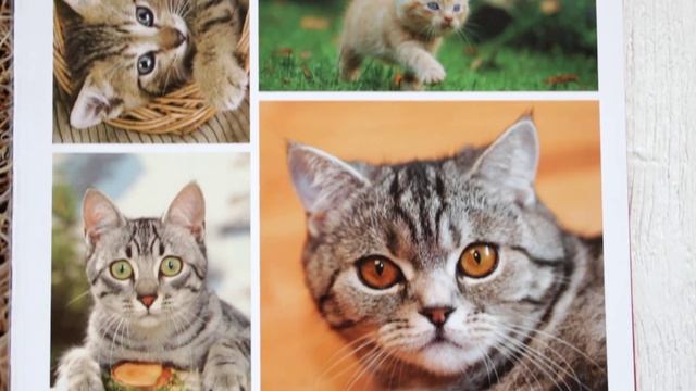 Энциклопедия: Моя большая книга о животных. Обзор детской книги. смотреть онлайн