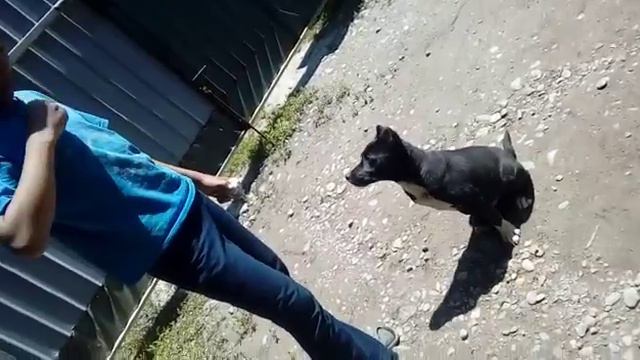 Нереальная дриссировка щенка питбуля смотреть онлайн