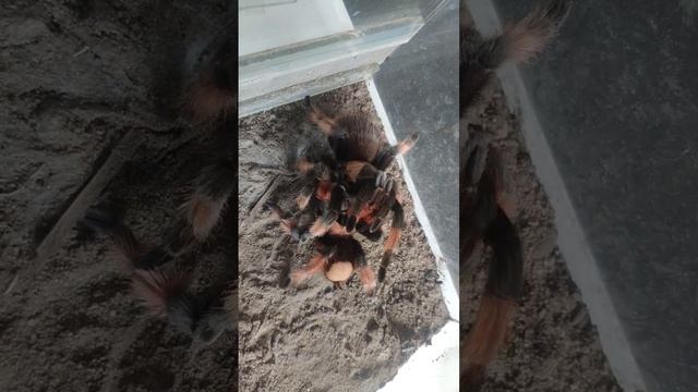 Первый этап разведения паука птицееда вида Brachypelma emilia. #птицееды #паук #animal #spider смотреть онлайн