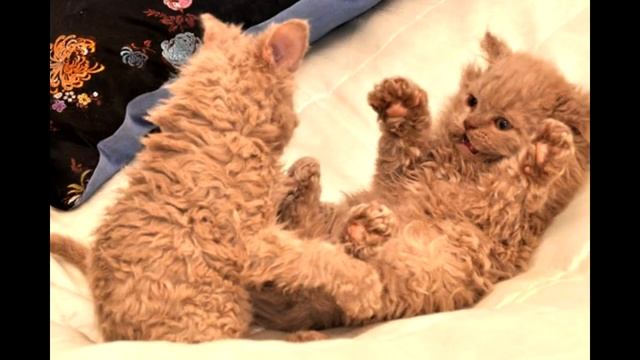 Кошка в приюте родила странного котёнка, и когда он подрос, пришлось срочно звать заводчика... смотреть онлайн