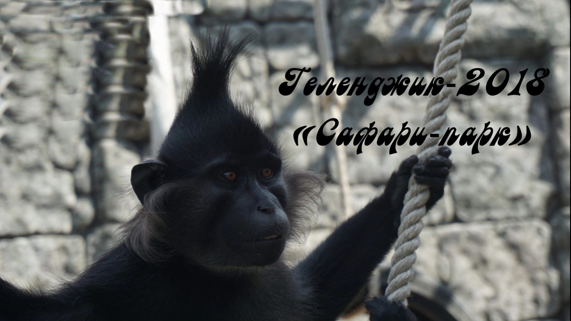 2018_геленджик_сафари-парк_1080.mp4