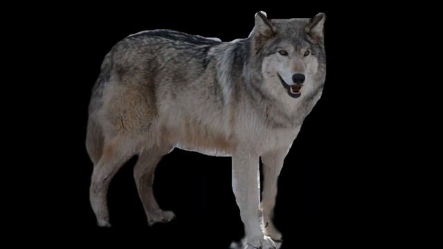 Нашел ворону и спас её. Надеюсь кто-нибудь знает что с ней. смотреть онлайн