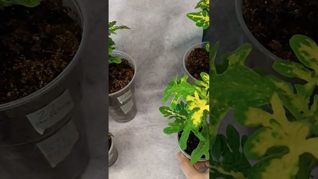 Колеусы_1- зелёные сорта.#колеус #колеусы #колеусвегетативный #ростовскаяобласть #зеленыесорта смотреть онлайн