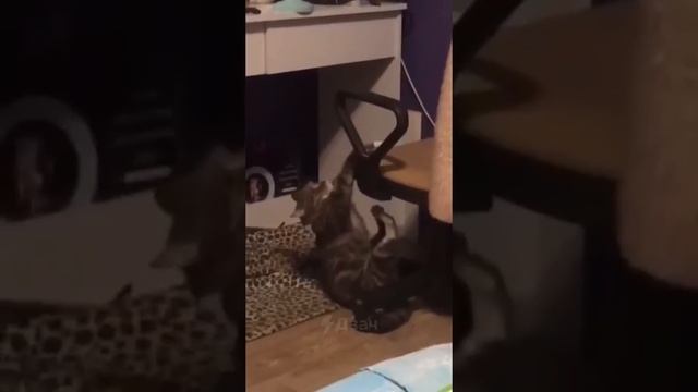 Что с этим котом не так?!))) смотреть онлайн