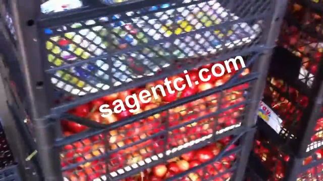 Саженцы черешни - на подвое ВСЛ 2.