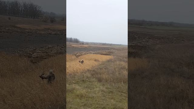 Охота ястреба на фазана смотреть онлайн
