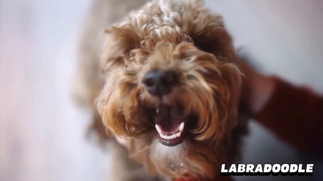 These 10 Dogs Were Recently Created смотреть онлайн