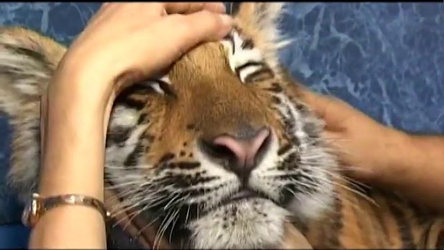 ветеринарная клиника Феникс смотреть онлайн
