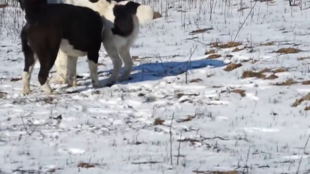 Притравка молодых кобелей сао смотреть онлайн