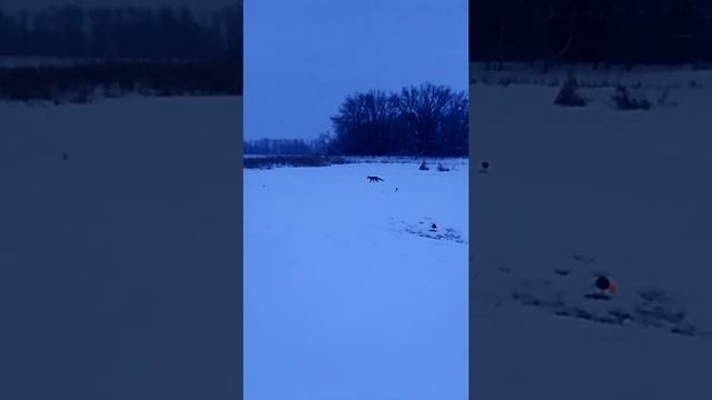 12.01.2020. Чапаевские луга. Ловля на жерлицы.Лисица пришла в гости смотреть онлайн