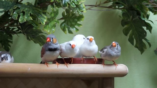 Sony Alpha NEX-7 -- пример видео смотреть онлайн