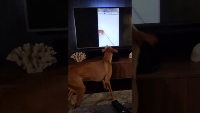 Фараонова собака pharaoh hound, меня и там и тут показывают смотреть онлайн