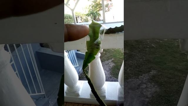 Grafting Megalanthus Unto Hylocereus Guatemalensis