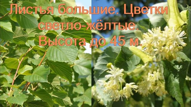 Липа. Виды Липы смотреть онлайн