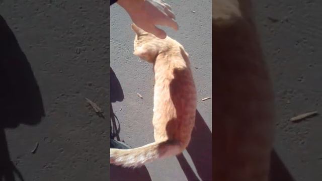 Сюсюкаю и ласкаю очень дружелюбную рыжую кошку на самовыгуле в Самаре смотреть онлайн