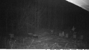 Зима на пасеке. Таймлапс с фотоловушки.