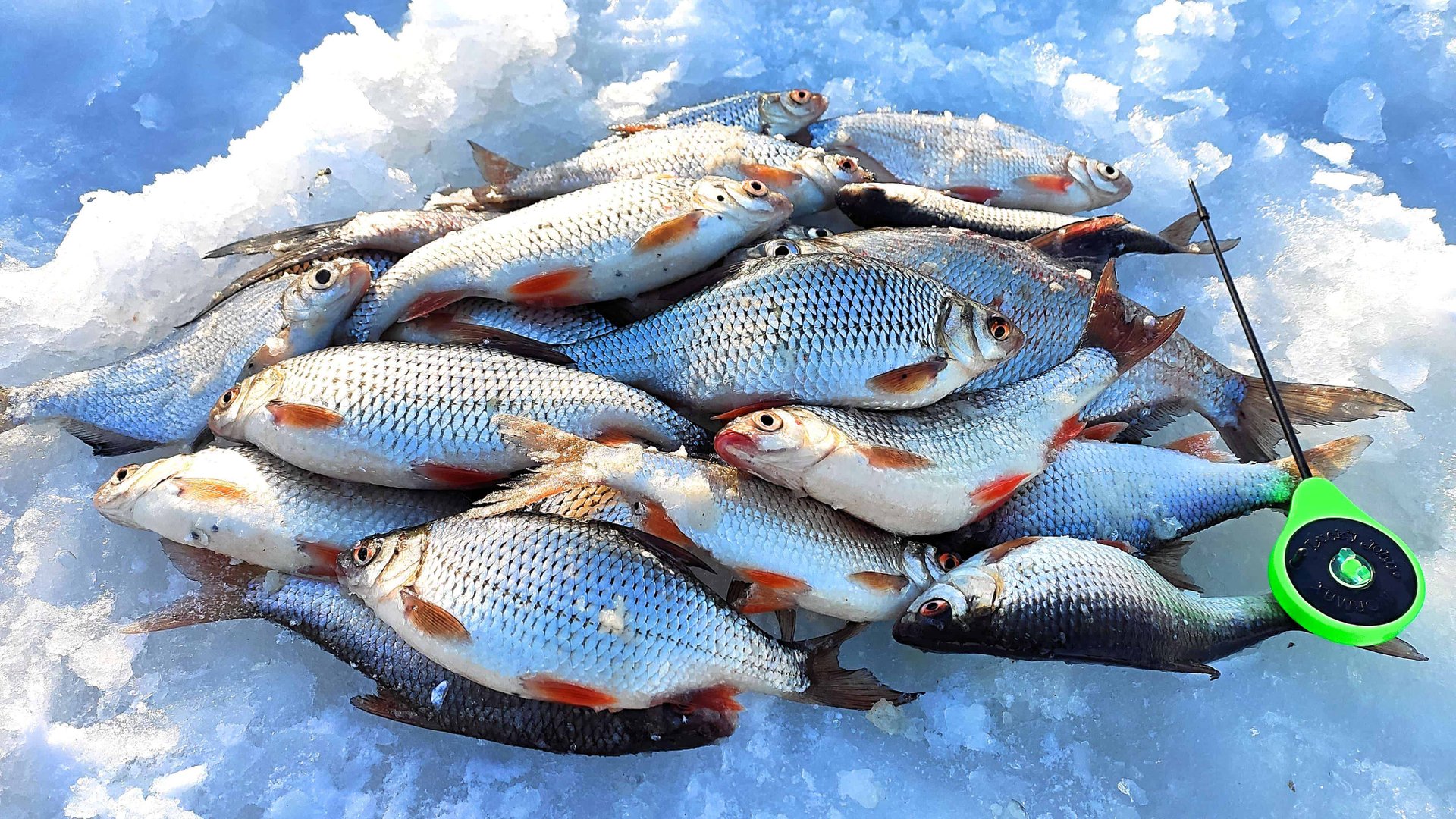 ВОТ ЭТО ПЛОТВА! НАСЫПАЛ СУХАРЕЙ и ПОШЁЛ КЛЁВ. РЫБАЛКА на РУЗЕ в марте. смотреть онлайн