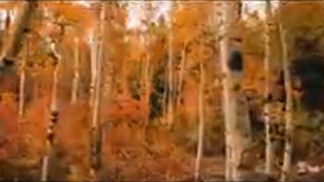 Березовый лес тишина - релакс смотреть онлайн