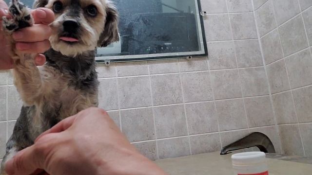How to trim your dogs nails, stop bleeding if you cut the quick, dog grooming, Morkie смотреть онлайн