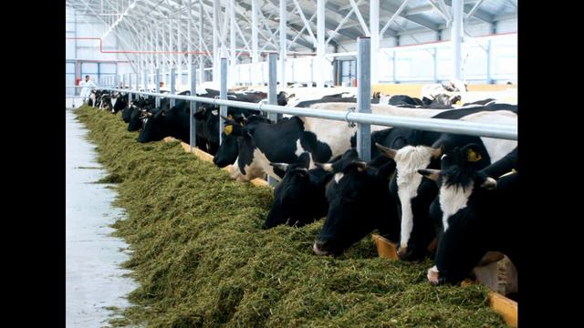 Требуются работники на молочно-товарную ферму в Брянской области. Звоните: 8 (960) 550-53-53 смотреть онлайн