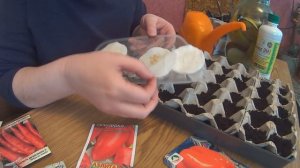 Как посадить рассаду в упаковку из под яиц (перцев, томатов, бархатцев и пр.)