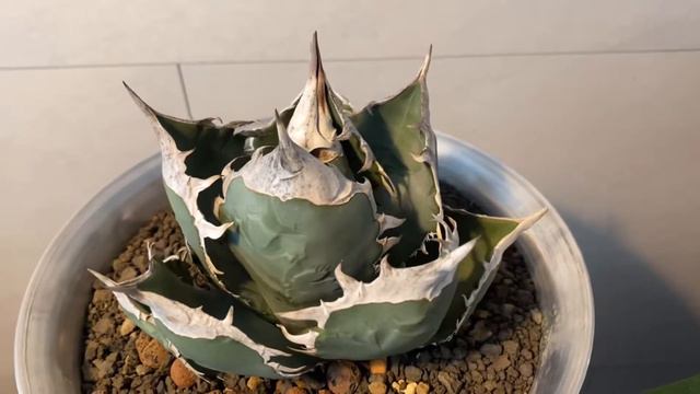 GREEN HEARTS - AGAVE SAD 01 (South Africa Diamond) смотреть онлайн