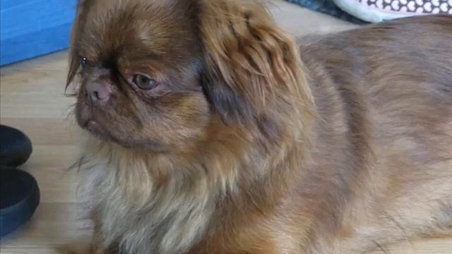 kaniterapija смотреть онлайн