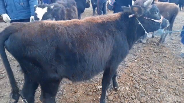 BUXORO G'IJDUVON MOL BOZOR. БУХОРО ГИЖДУВОН МОЛ БОЗОР. 30 декабря 2020 г.