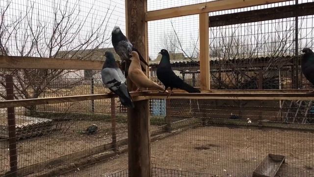 Подготовка голубей к весенней паровке НИКОЛАЕВСКИЕ ЛЕТНЫЕ смотреть онлайн