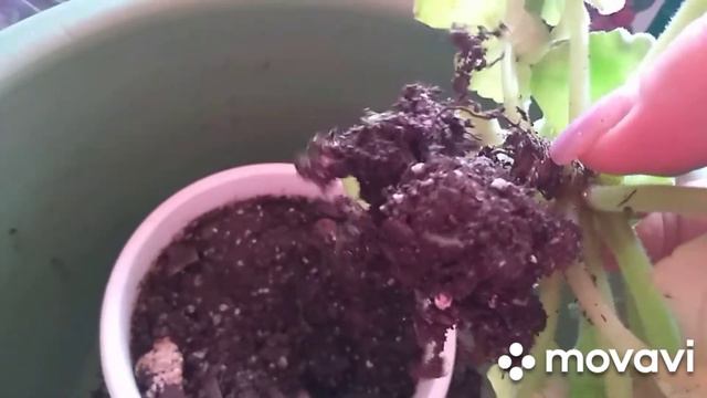 10 февраля занимаюсь с комнатными цветами. смотреть онлайн