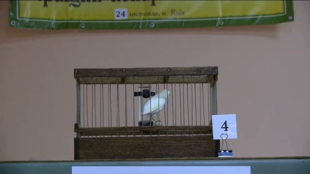 VІІІ-й чемпионат канареек овсяночного напева "Лучший кенар-солист 2018" смотреть онлайн