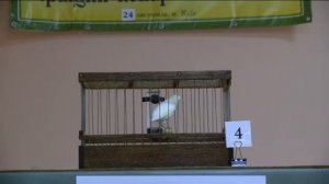 VІІІ-й чемпионат канареек овсяночного напева "Лучший кенар-солист 2018"