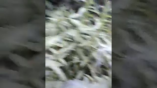 Что делать если ты потерялся в лесу смотреть онлайн