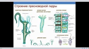 Губки и Кишечнополостные