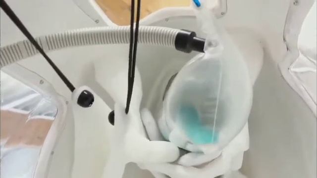 Тренажер-макет коровы Henryetta, модель Holstein