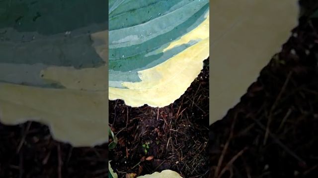 Хоста Спринг Флинг смотреть онлайн