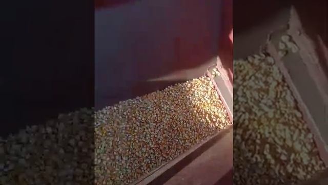 СЗС-2,1 на посеве кукурузы 3 анкерами 30.04.2022г смотреть онлайн