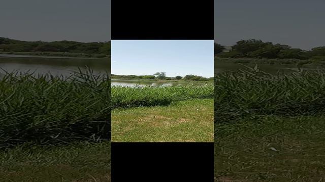 Пруд🪷🌿🐟.