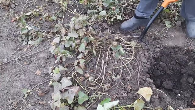 ПЕРВЫЙ НАШ УРОЖАЙ БАТАТА. ДОЖДАЛИСЬ !!! ? смотреть онлайн