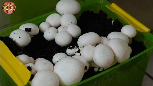 КАК Я ВЫРАЩИВАЮ ГРИБЫ ДОМА на подоконнике! смотреть онлайн