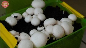 КАК Я ВЫРАЩИВАЮ ГРИБЫ ДОМА на подоконнике!