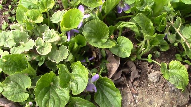 ЛЕСНЫЕ ПЕРВОЦВЕТЫ В МОЁМ САДУ СОВЕТУЮ ПОСАДИТЬ смотреть онлайн